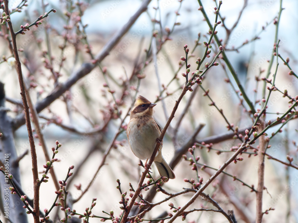 Emberiza elegans sitting on plum tree full of buds and looking for food
