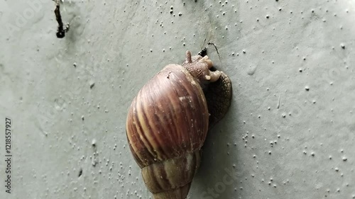 Gondang snails are freshwater snails attached to walls with a little sunlight in the morning. This snail is also called a gondang snail, ricefield snail, water snail, or tutut. photo