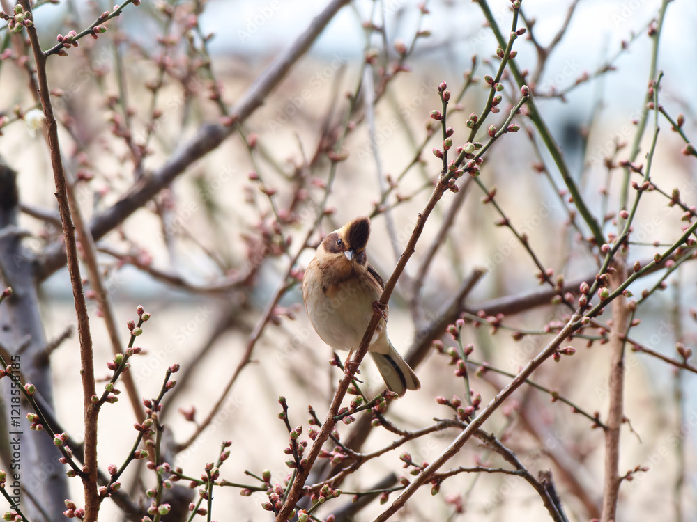 Emberiza elegans sitting on plum tree full of buds and looking for food Emberiza elegans sitting on plum tree full of buds and looking for food