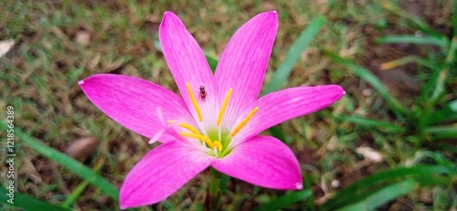 Zephyranthes rosea a pink flower photo