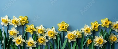 Yellow daffodils with lush green foliage arranged on a plain sky blue background