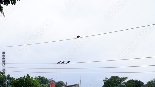 Birds perched on power lines