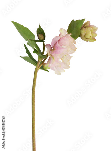 Pink fluffy helleborus flower, bud and leaves isolated on white or transparent background. Profile view. photo