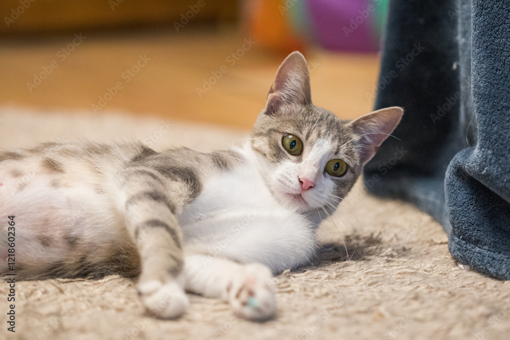 Furry cat pet lying on the floor Furry cat pet lying on the floor