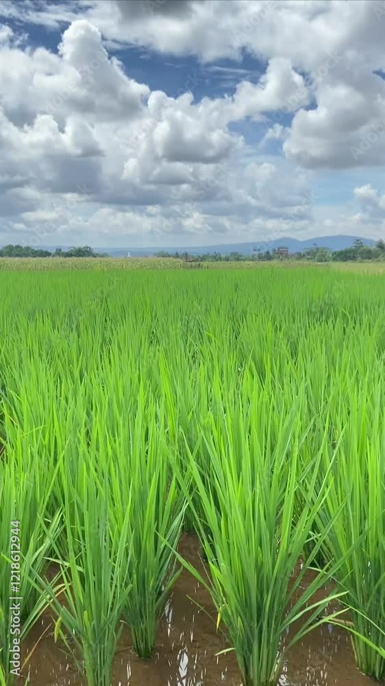 Lush green rice paddy under a partly cloudy sky suitable for agriculture, travel, nature, landscape, Asia, rural, countrysidethemed designs.
Lush green rice paddy under a partly cloudy sky suitable for agriculture, travel, nature, landscape, Asia, rural, countrysidethemed designs.