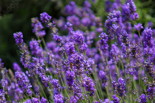 A bunch of purple flowers that are in a field photo