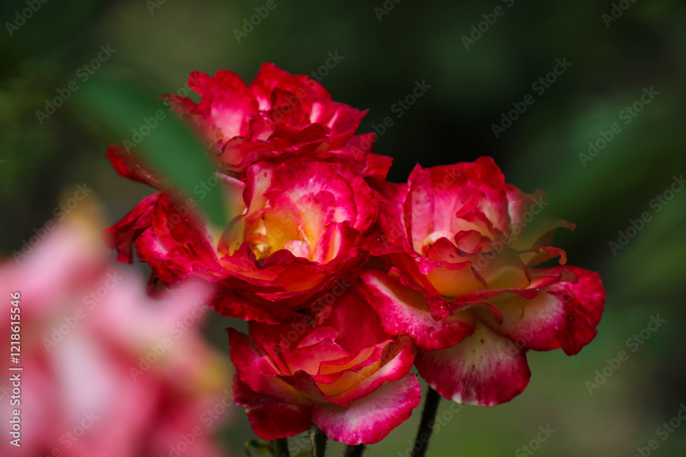 A close up of three pink and yellow roses in a garden A close up of three pink and yellow roses in a garden