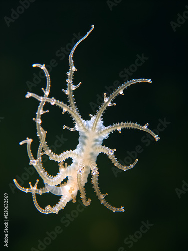 Hydra is a genus of small, fresh-water animals of the phylum Cnidaria and class Hydrozoa under the microscope for education. photo