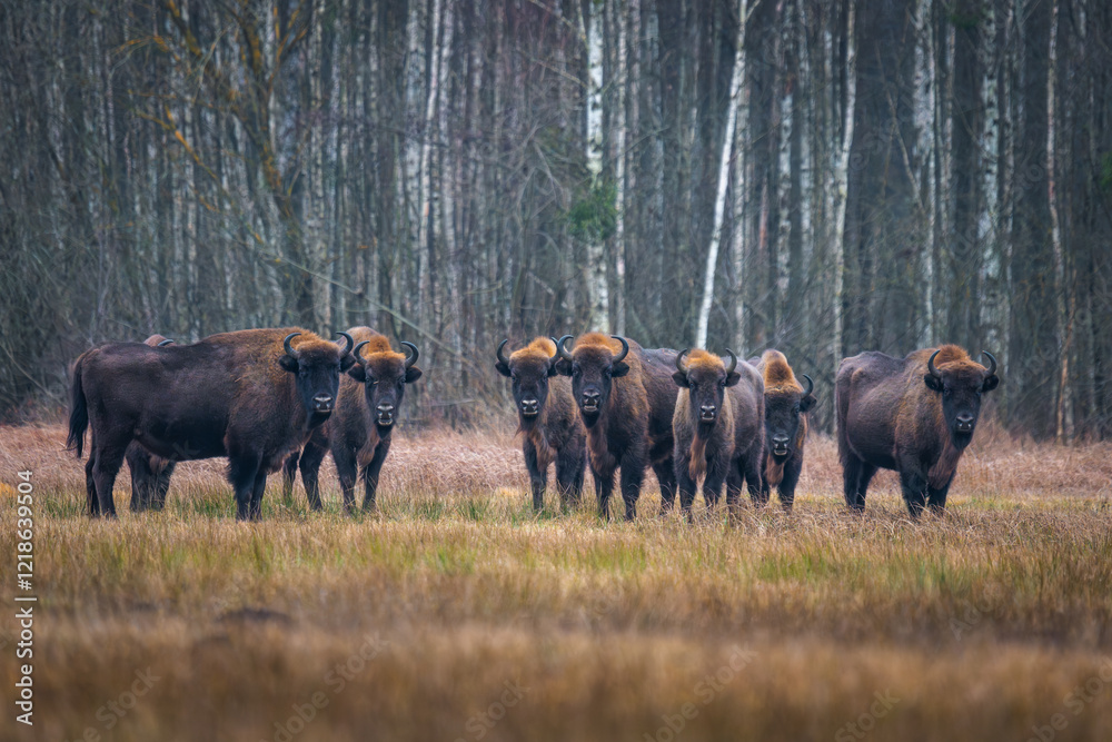 European bison - Bison bonasus on the meadow. Bison Herd on a field. Wildlife scene of an European bison European bison - Bison bonasus on the meadow. Bison Herd on a field. Wildlife scene of an European bison