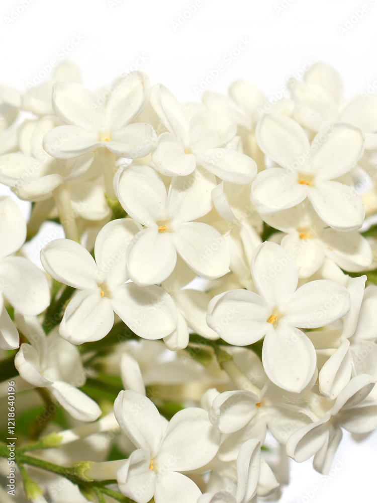 White common lilac flowers closeup White common lilac flowers closeup