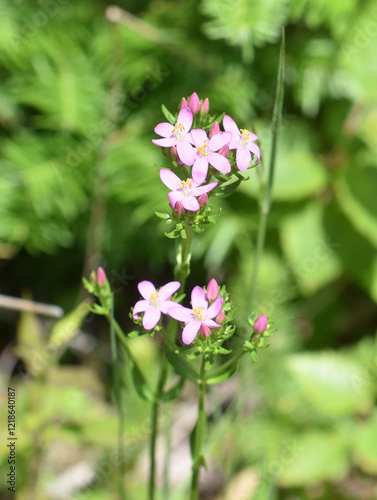 Feverwort Centaurium erythraea flowering pink flowers photo