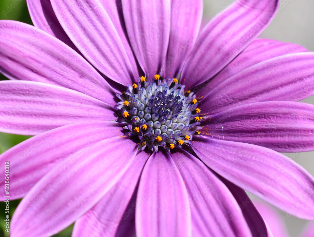 African daisy purple flower closeup African daisy purple flower closeup
