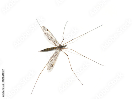 Cranefly Tipula daddy longleg isolated on white background photo