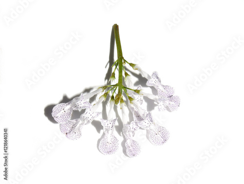 Sweedish Ivy Plectranthus verticillatus purple white flowers on white background photo