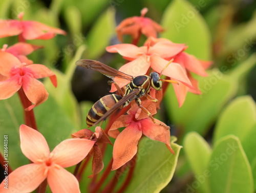 Polistes paper wasp on orange flower photo