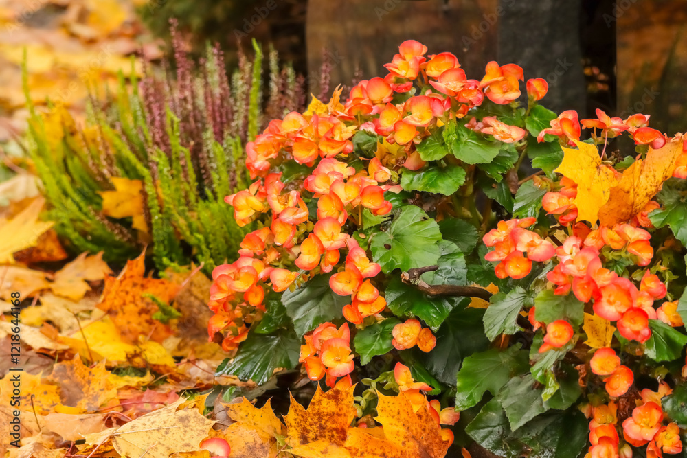 Orange grave flowers and heather in an autumn cemetery. Fallen leaves in autumn colors. September colors in Finland.
Orange grave flowers and heather in an autumn cemetery. Fallen leaves in autumn colors. September colors in Finland.