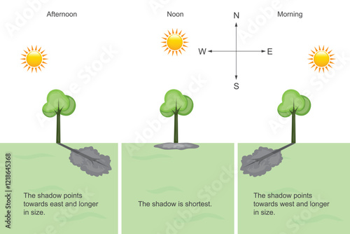 The shadow of tree during daytime. Change in shape and direction of shadow.