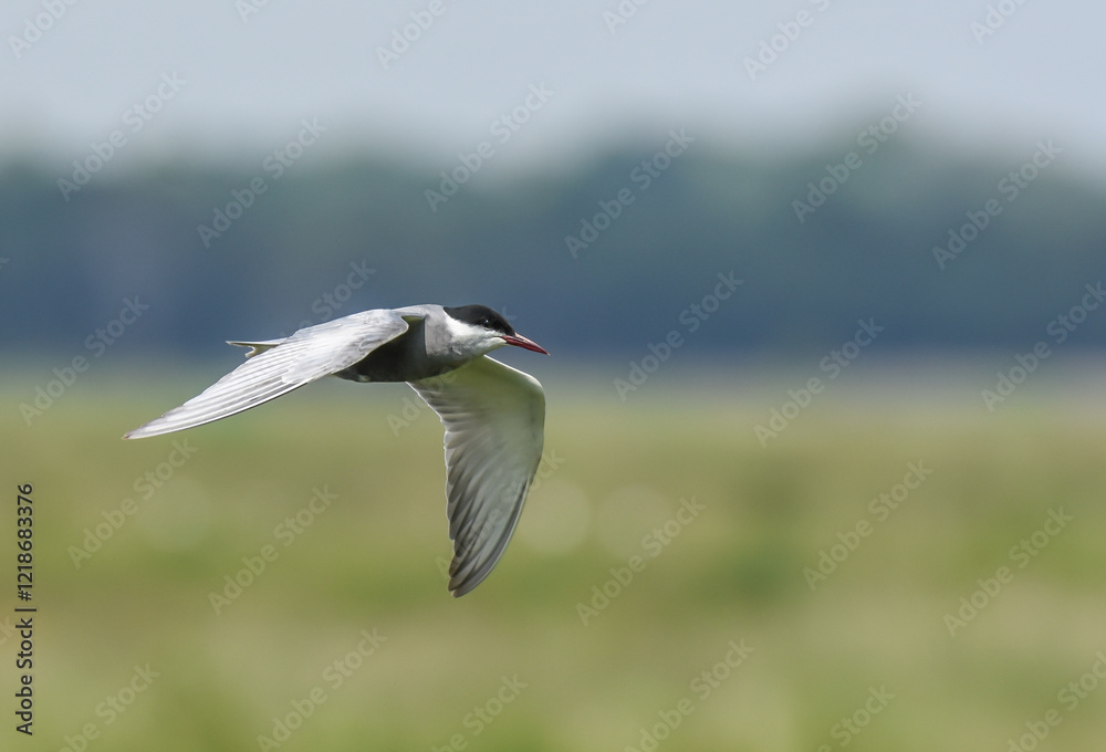 witwangstern, whiskered tern,chlidonias hybrida witwangstern, whiskered tern,chlidonias hybrida