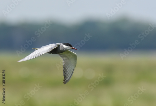 witwangstern, whiskered tern,chlidonias hybrida photo