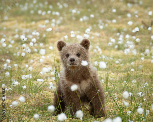 Brown bear cub observes its surroundings while sitting on a bog filled with blooming white flowers