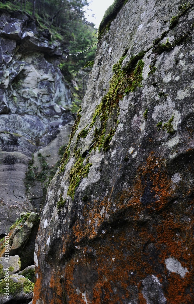 custom made wallpaper toronto digitalrock, texture, tree, nature, stone, bark, wall, old, wood, abstract, brown, water, mountain, natural, rough, pattern, surface, landscape, forest, green, trunk