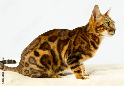 Bengal-Katze seitlich