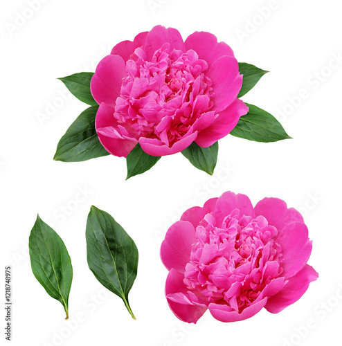 Pink peony flower in a flor...