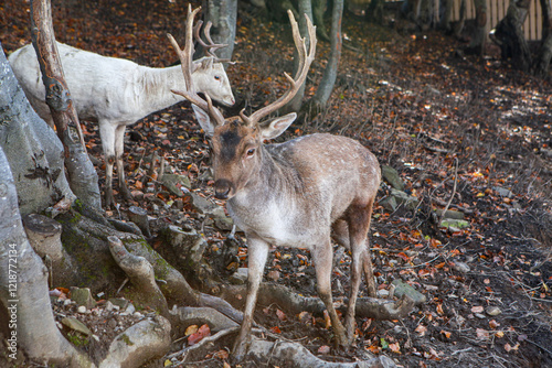 deer in the woods