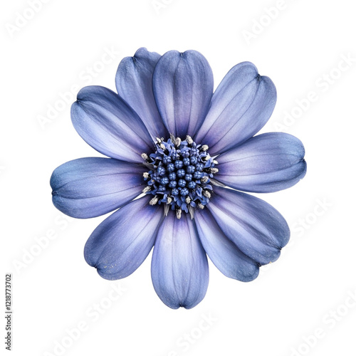Stunning Blue Flower Closeup Dark Background,