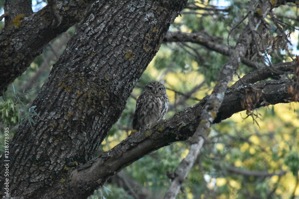 Obraz premium Little Owl Mochuelo europeo Athene noctua