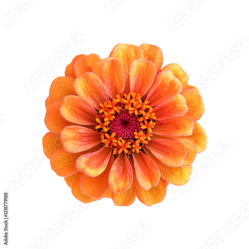 Orange Zinnia Flower Bloom Closeup Black Background