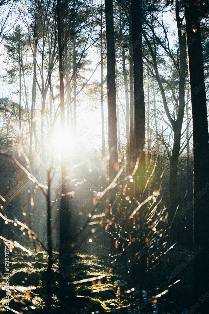 Fototapeta premium Bikepacking true Potsdam in Brandenburg