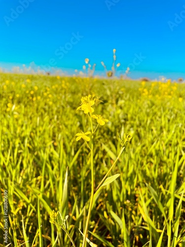 rapeseed field flower #trending #flowaer

