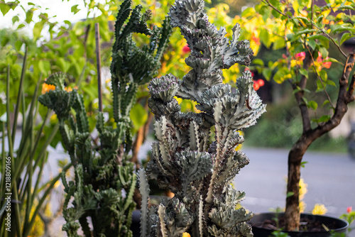 Unique Euphorbia lactea stands out among other plants with a blurred artistic background photo