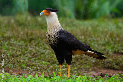 Crested Caracara (Caracara plancus), Costa Rica photo