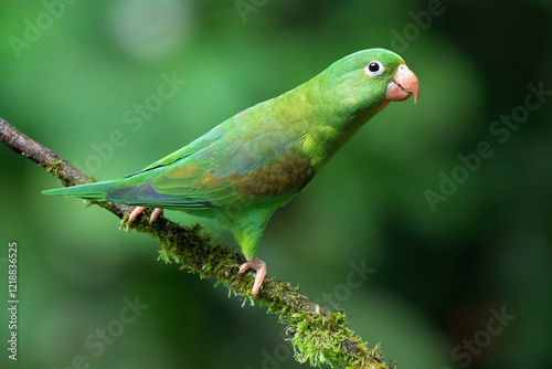 Orange-chinned Parakeet (Brotogeris jugularis) sitting on a branch, Costa Rica photo