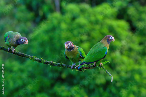 Three Brown-hooded Parrots (Pyrilia haematotis) sitting on a branch, Costa Rica photo