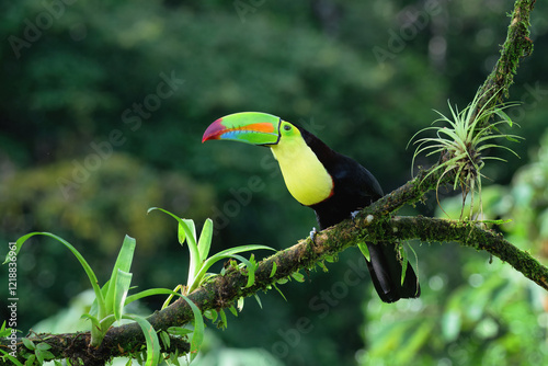 Keel-billed toucan (Ramphastos sulfuratus), sitting on a branch, Costa Rica photo