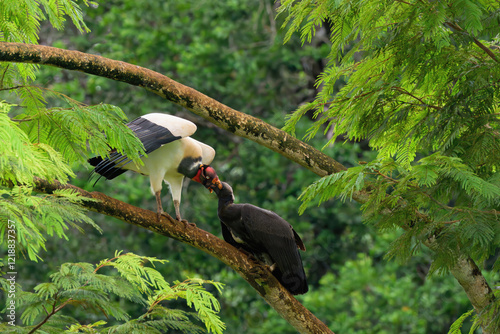 King vulture (Sarcoramphus papa) feeding a chick in a tree, Costa Rica photo