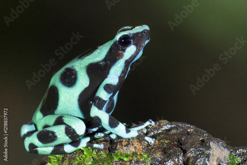 Green-and-black poison dart frog (Dendrobates auratus), Costa Rica photo