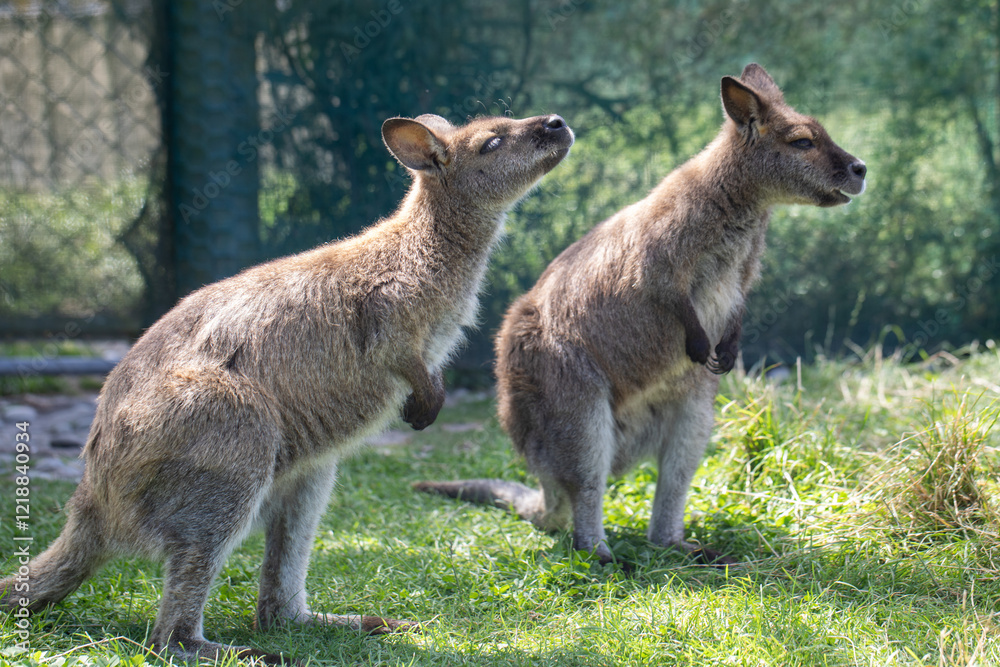 Cute fluffy wallaby in the park. Marsupial mammals. Australia Cute fluffy wallaby in the park. Marsupial mammals. Australia