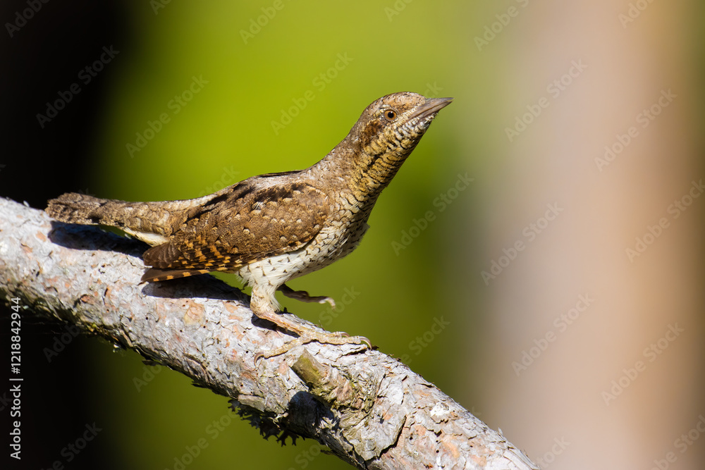 Naklejka premium Eurasian Wryneck on a tree branch