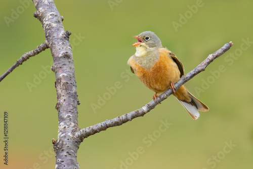 Ortolan Bunting on a branch