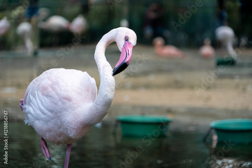 Retrato de hermoso flamenco rosado, en el Parque Das Aves photo