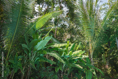Tropical plants at Ko Ngai, Thailand.