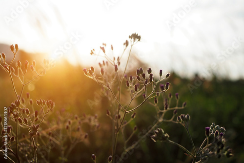 Wallpaper Mural Beautiful of grass flower with sunset for nature background, soft and blurred focus Torontodigital.ca