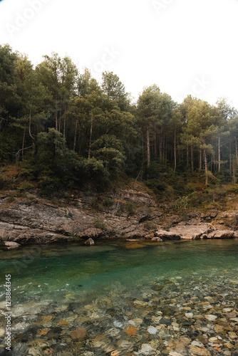 Río de aguas cristalinas cerca del bosque 