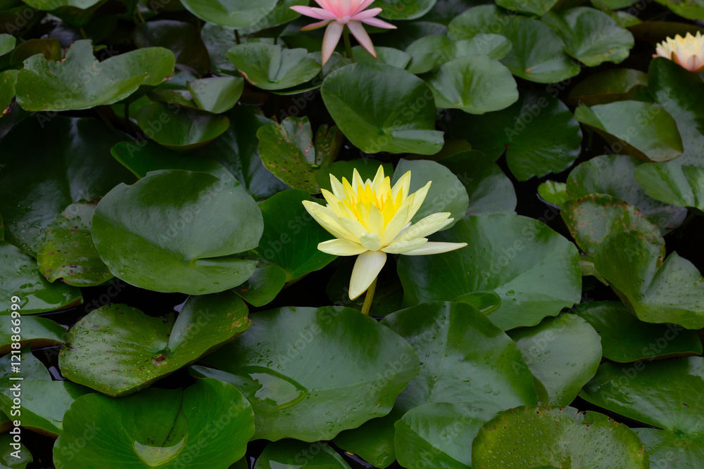 Beautiful water lily. Lotus flower with green leaves Beautiful water lily. Lotus flower with green leaves