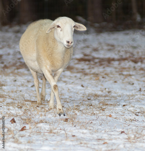 White Katahdin sheep on a snowy paddock photo