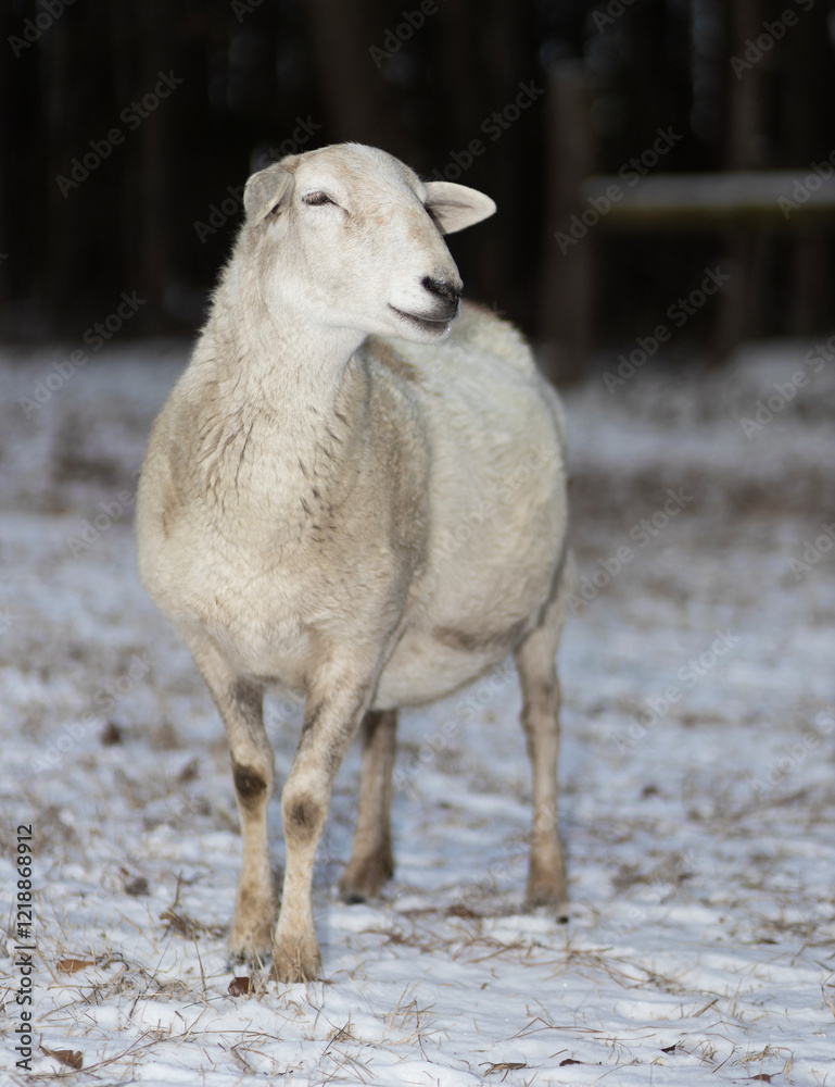 Fototapeta premium Loving look from a white sheep in winter